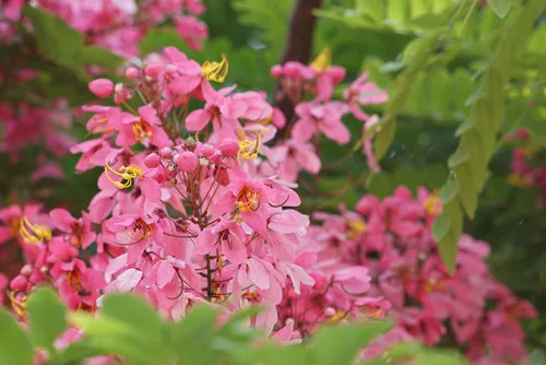 Pink flowers of Rainbow Shower Tree or Cassia javanica are origin in Southeast Asia and has been extensively grown in tropical areas worldwide as a garden tree owing to beautiful pink flower bunches.